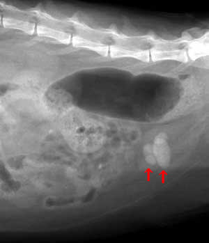 猫の膀胱結石と尿道結石  佐倉市の動物病院で口コミNo.1｜若山動物病院