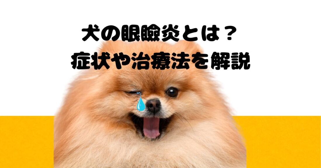 【眼瞼炎】犬の眼瞼炎とは?症状や治療法を解説