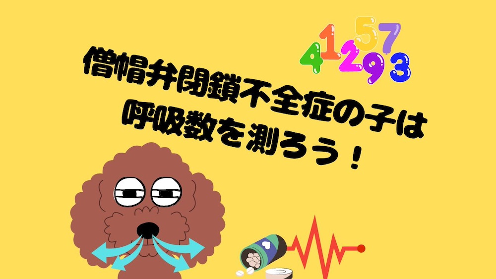 僧帽弁閉鎖不全症の子は呼吸数を測ろう！