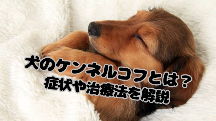 【ケンネルコフ(伝染性気管支炎)】犬のケンネルコフとは?症状や治療法を解説