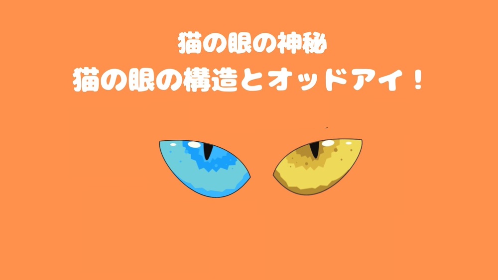 猫の眼の神秘・猫の眼の構造やオッドアイについて
