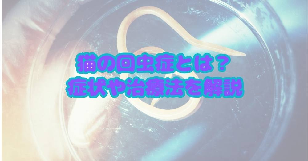 【回虫症】猫の回虫症とは?症状や治療法を解説