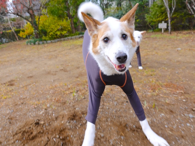 はっちゃけルーサー