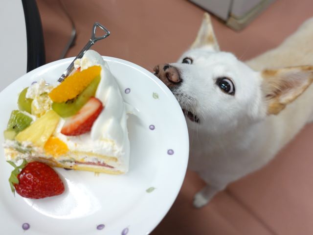 シロとケーキ