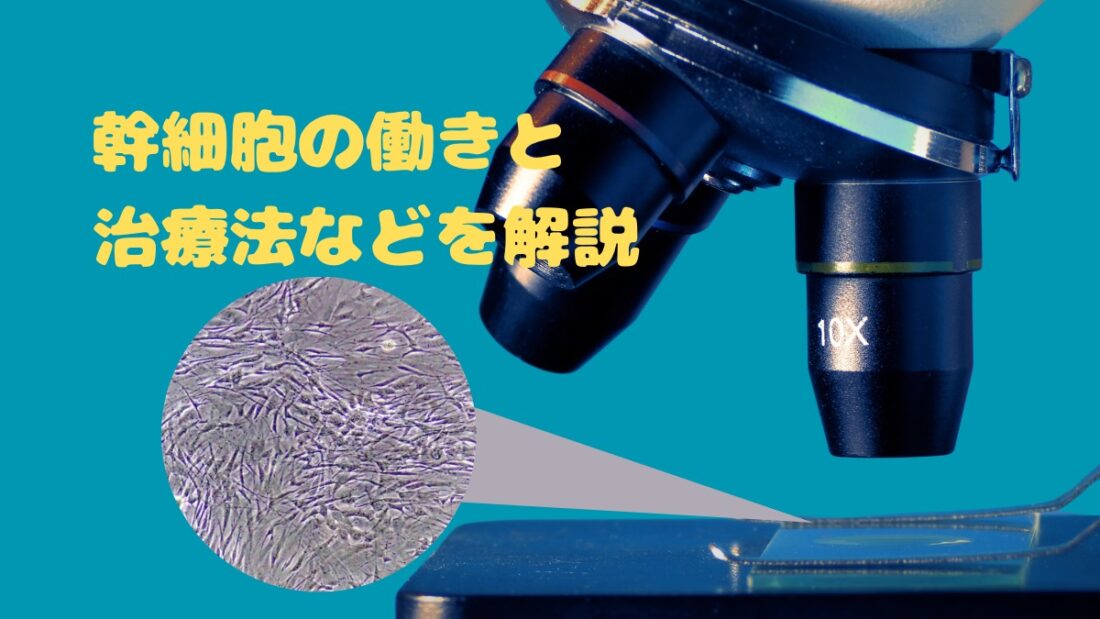 【幹細胞療法】幹細胞の働きと治療法などを解説