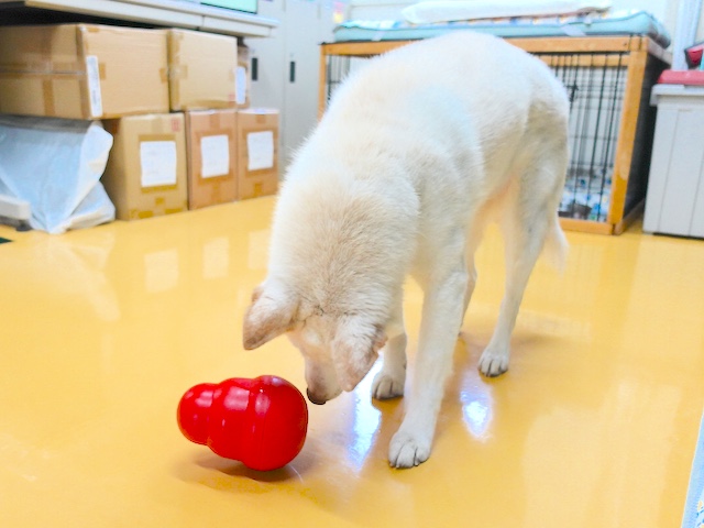 鼻で転がすシロ