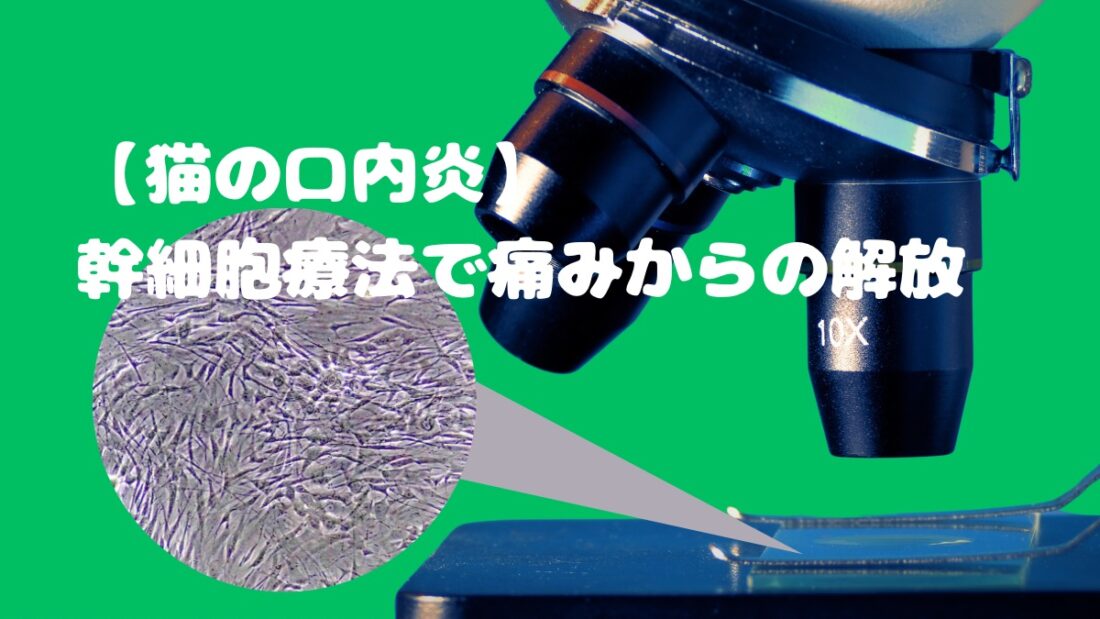 【猫の口内炎】幹細胞療法で痛みからの解放!