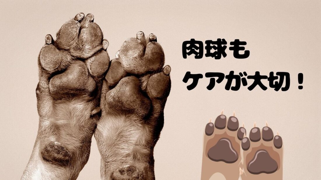 肉球のケア!