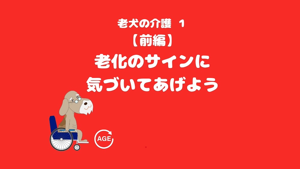老犬の介護①:【前編】老化のサインに気づいてあげよう