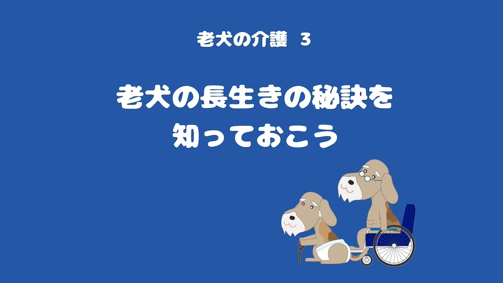 老犬の介護③:老犬の長生きの秘訣を知っておこう