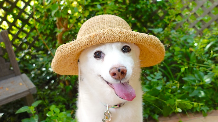 酒さ用スドクレム