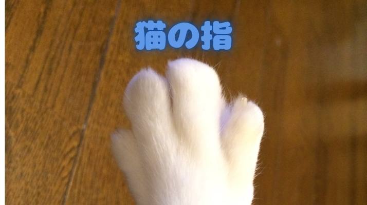 猫の指｜佐倉市の動物病院なら若山動物病院