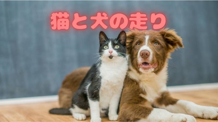 猫と犬の走り！｜佐倉市の動物病院なら若山動物病院