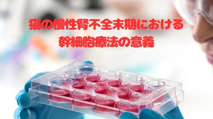 猫の慢性腎不全末期における幹細胞療法の意義｜佐倉市の動物病院なら若山動物病院