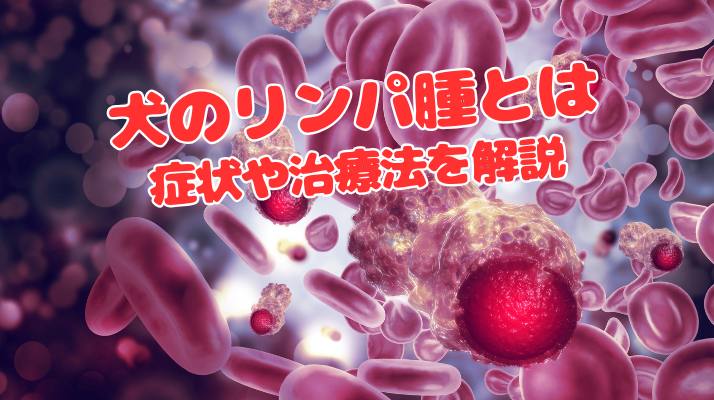 【リンパ腫】犬のリンパ腫とは?症状や治療法を解説