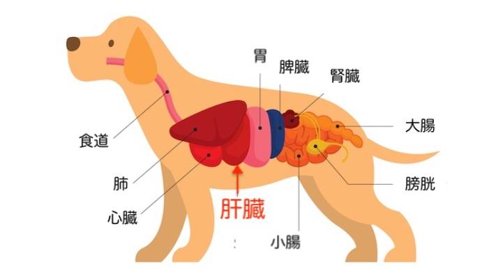 犬の肝臓の位置