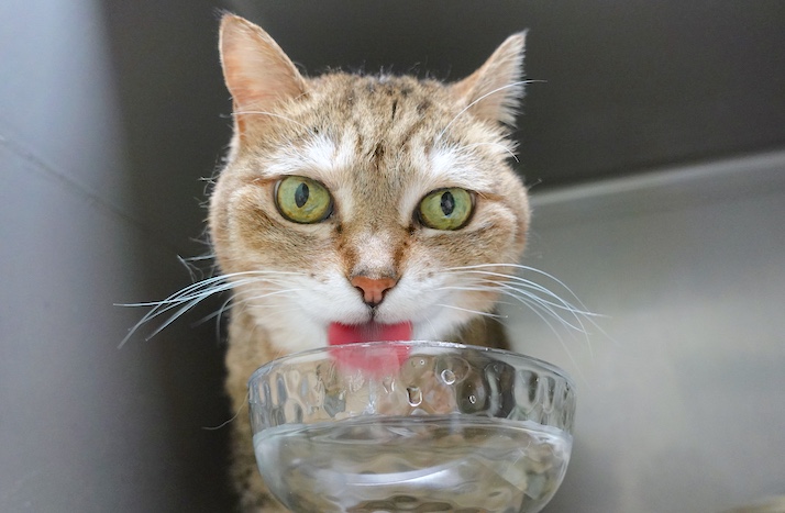 水飲むおきく