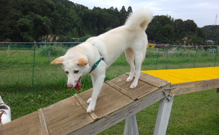アジリティシロ