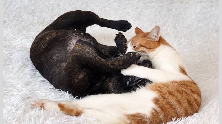 喧嘩する猫