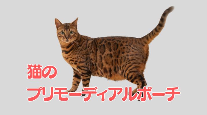 猫のプリモーディアルポーチ｜佐倉市の動物病院なら若山動物病院
