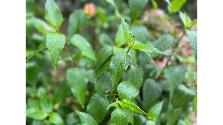 梅雨
