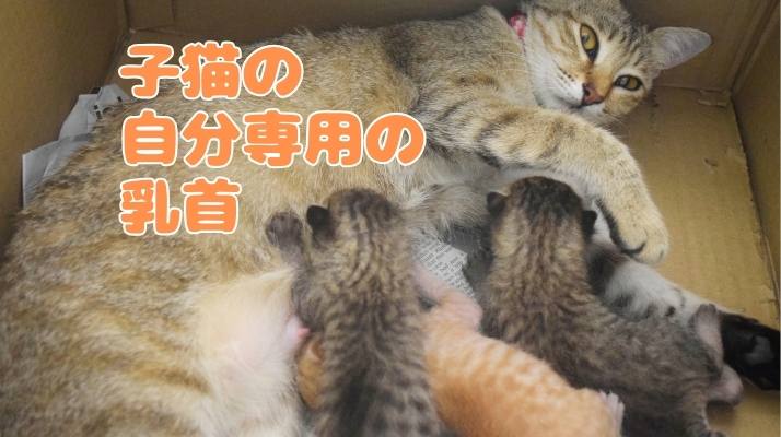 子猫の自分専用の乳首｜佐倉市の動物病院なら若山動物病院