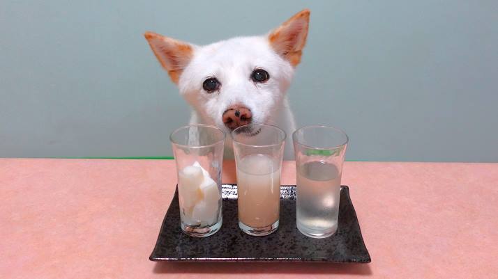 飲み比べシロ