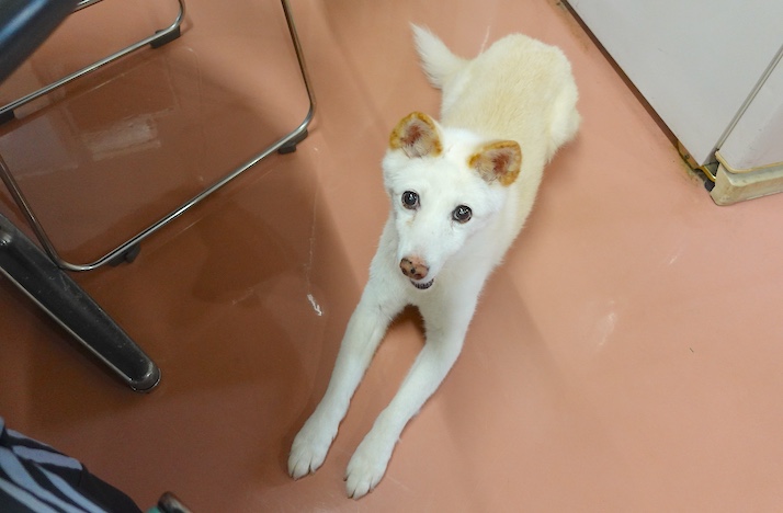シロちゃん