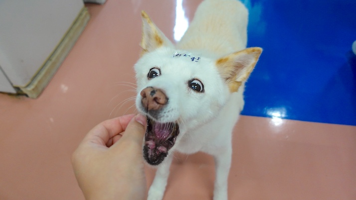 シロちゃんあーん