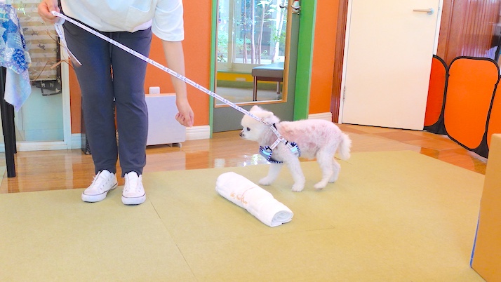 ころすけちゃん