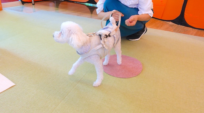 ニコちゃん