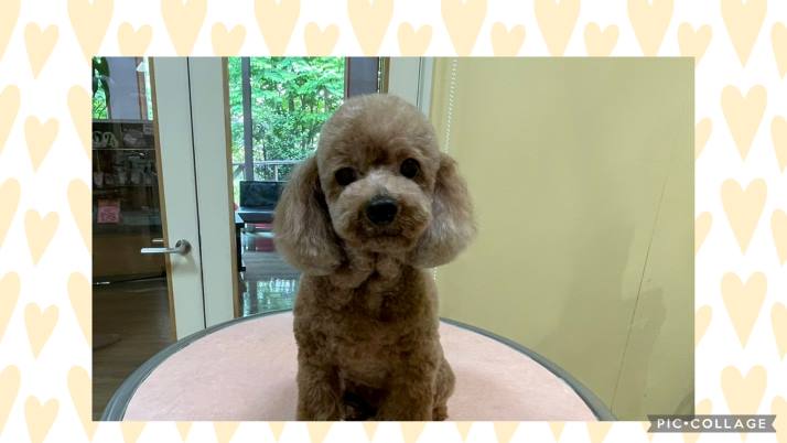 トリミング必要な犬種①｜佐倉市の動物病院なら若山動物病院