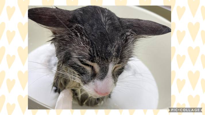 猫ちゃんシャンプー｜佐倉市の動物病院なら若山動物病院