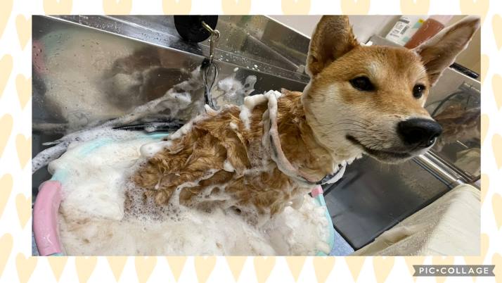 初めてのシャンプー｜佐倉市の動物病院なら若山動物病院