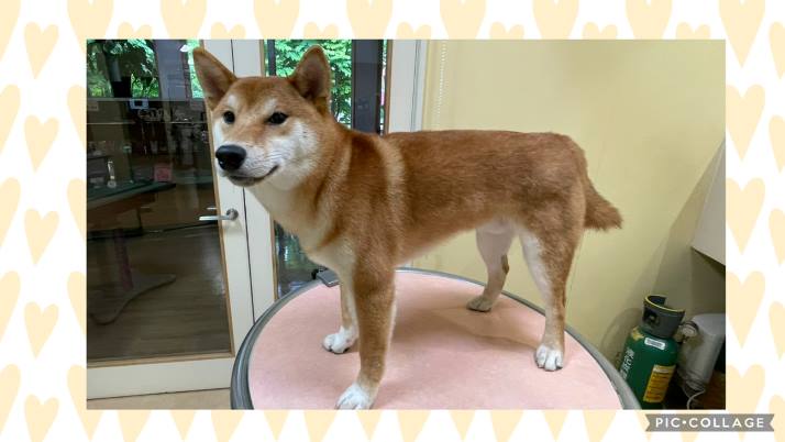 柴犬 福助ちゃん