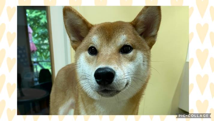柴犬 福助ちゃん