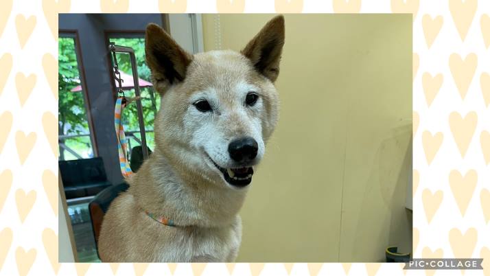 柴犬 小梅ちゃん