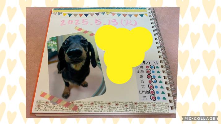 トリミングノート作りませんか？｜佐倉市の動物病院なら若山動物病院