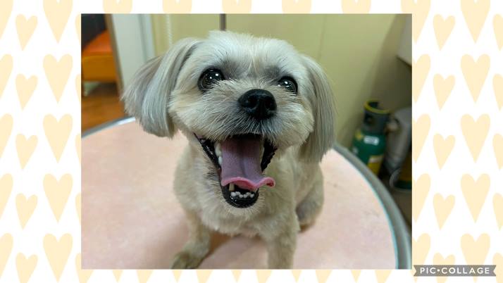 トリミングが必要な犬種②｜佐倉市の動物病院なら若山動物病院