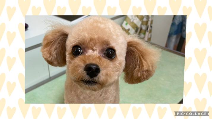 TP ニコちゃん