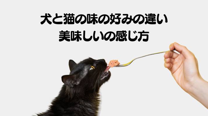 ４．犬と猫の味の好み・美味しいの感じ方｜佐倉市の動物病院なら若山動物病院