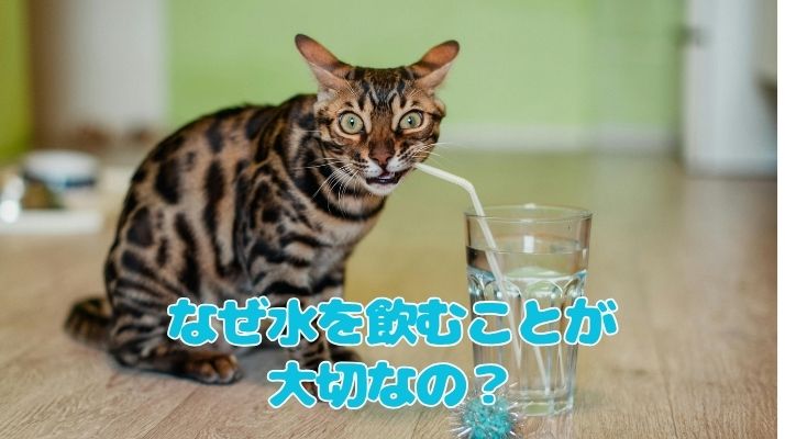 なぜ水を飲むことが大切なの？｜佐倉市の動物病院なら若山動物病院