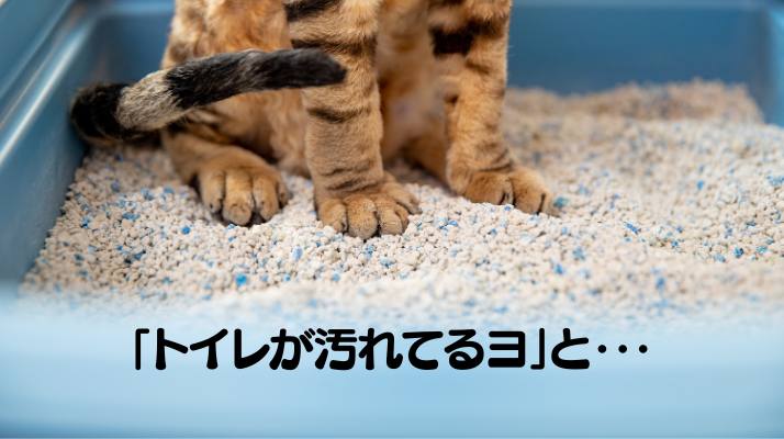 「トイレが汚れてるヨ」と言っている？｜佐倉市の動物病院なら若山動物病院