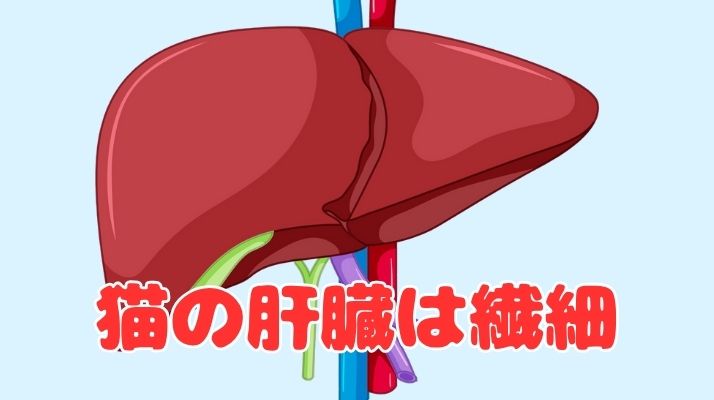 猫の肝臓は繊細｜佐倉市の動物病院なら若山動物病院