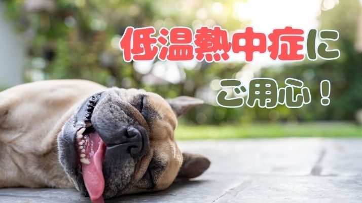 低温熱中症にご用心！｜佐倉市の動物病院なら若山動物病院