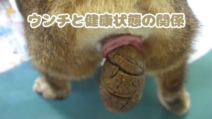 猫のウンチと健康状態の関係｜佐倉市の動物病院なら若山動物病院