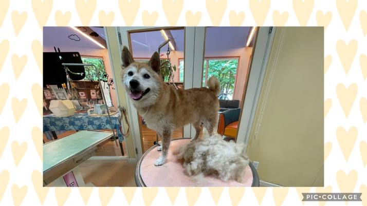 皮膚が…｜佐倉市の動物病院なら若山動物病院