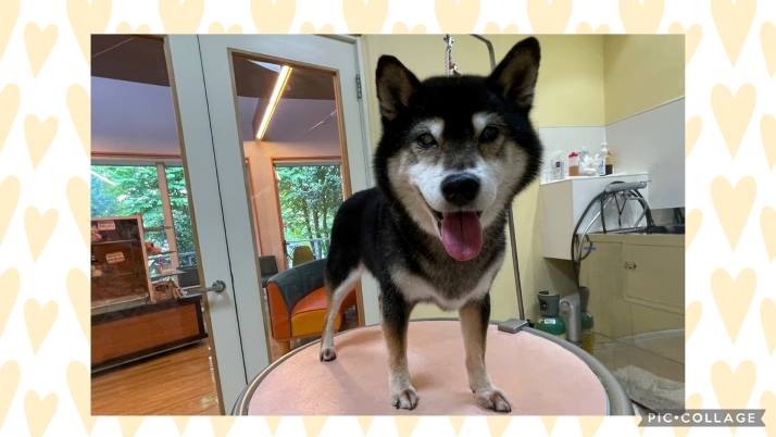 柴犬 コロちゃん