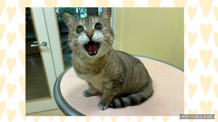 猫 おきくちゃん