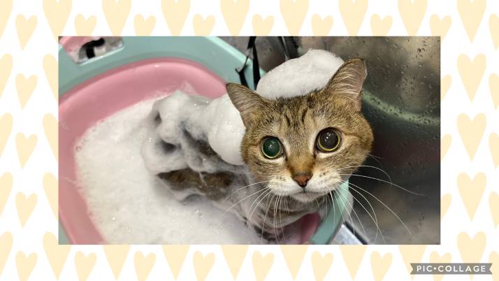 猫 おきくちゃん